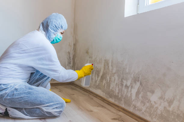 Licensed Mold Remediation service in Greenville, GA - WQB Mold Removal